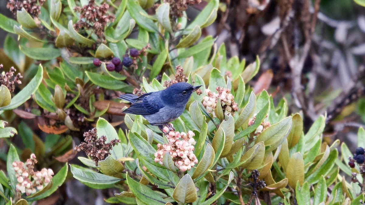 Einfarb-Hakenschnabel - ML645473862