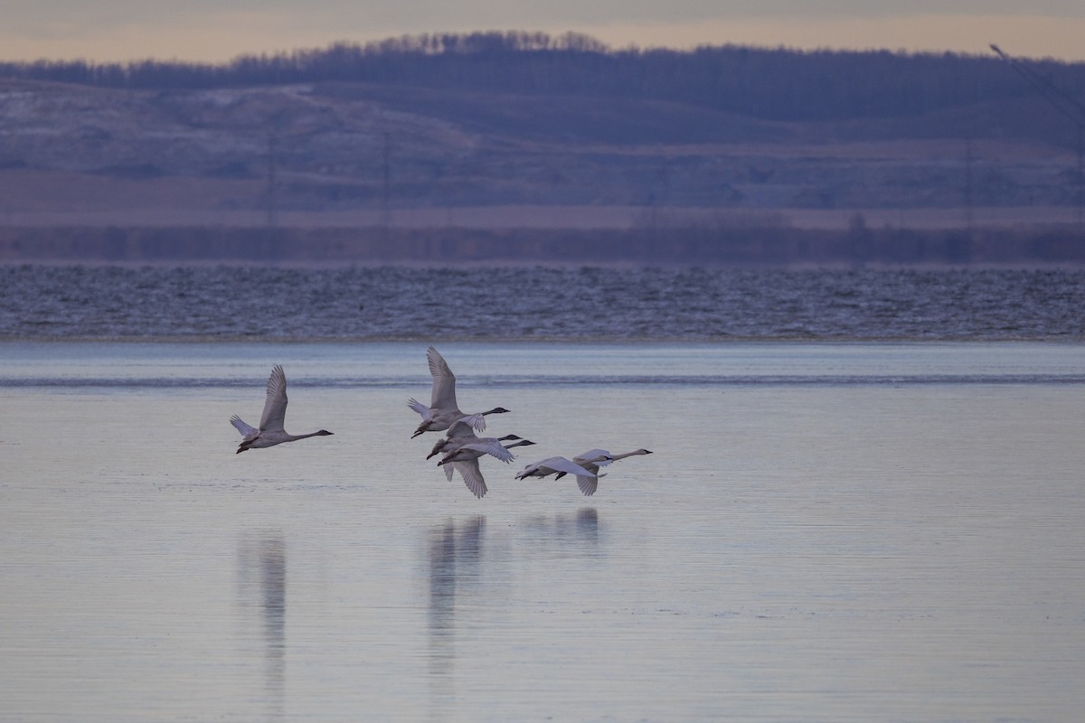 Trompeterschwan - ML645473863