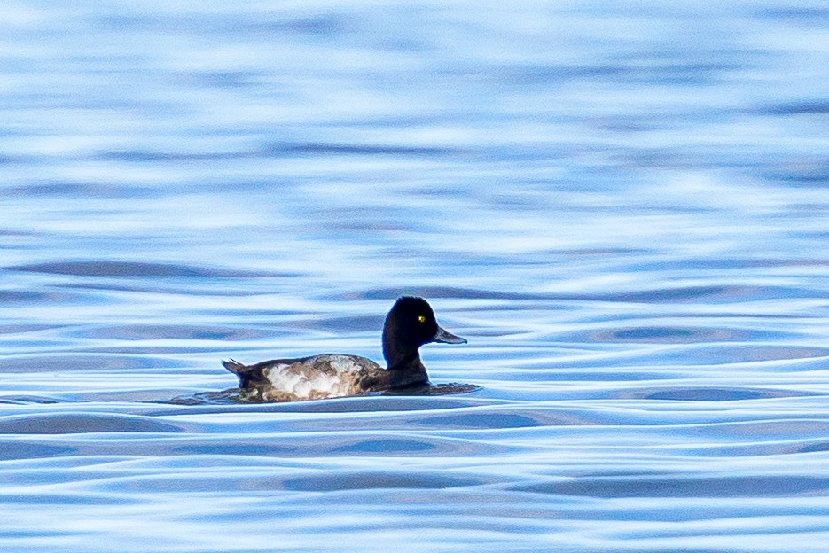 Kanadabergente - ML645473864