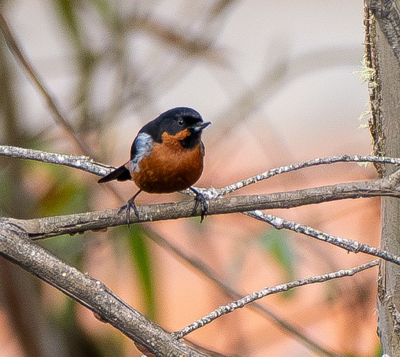 Schwarzkehl-Hakenschnabel - ML645473866