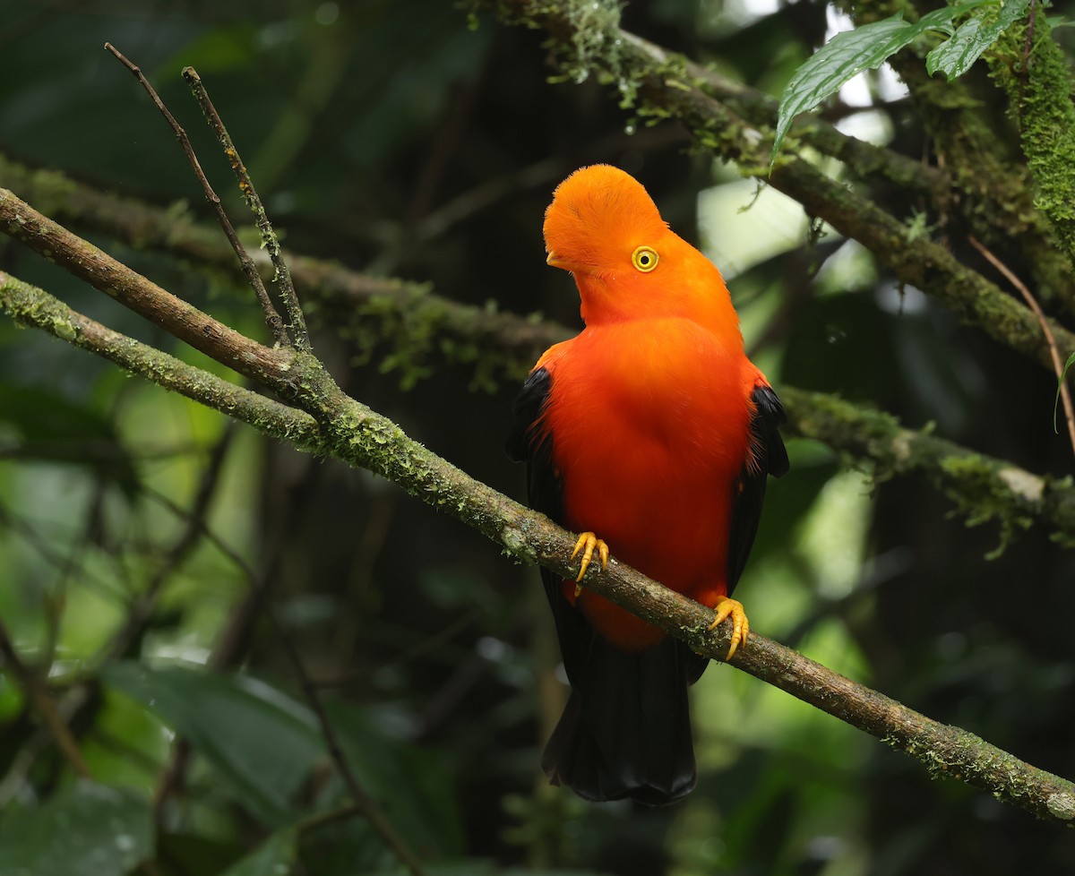 Andenfelsenhahn - ML645473868