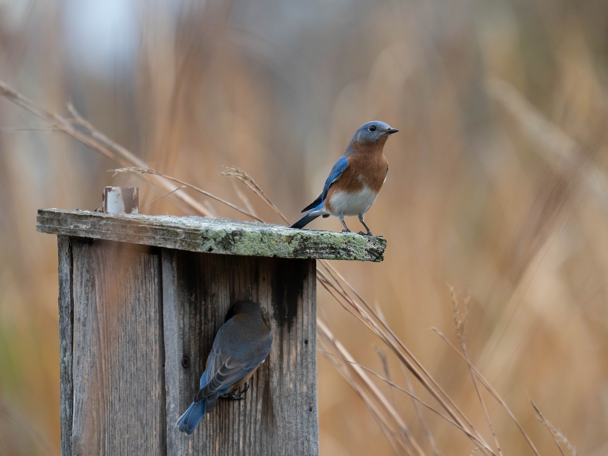 Rotkehl-Hüttensänger - ML645473869