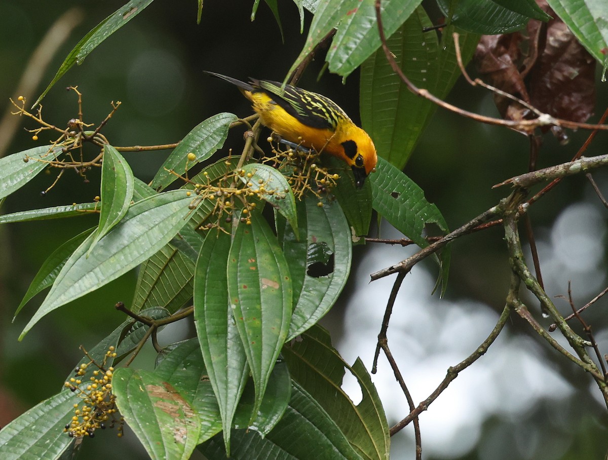 Goldtangare - ML645473870