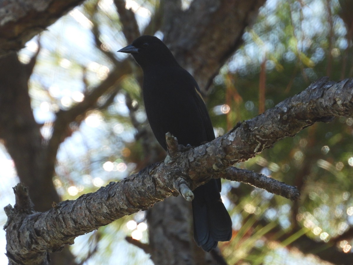 Rotflügelstärling - ML645473871