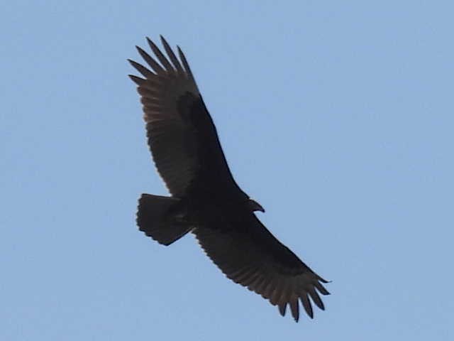 Truthahngeier - ML645473873