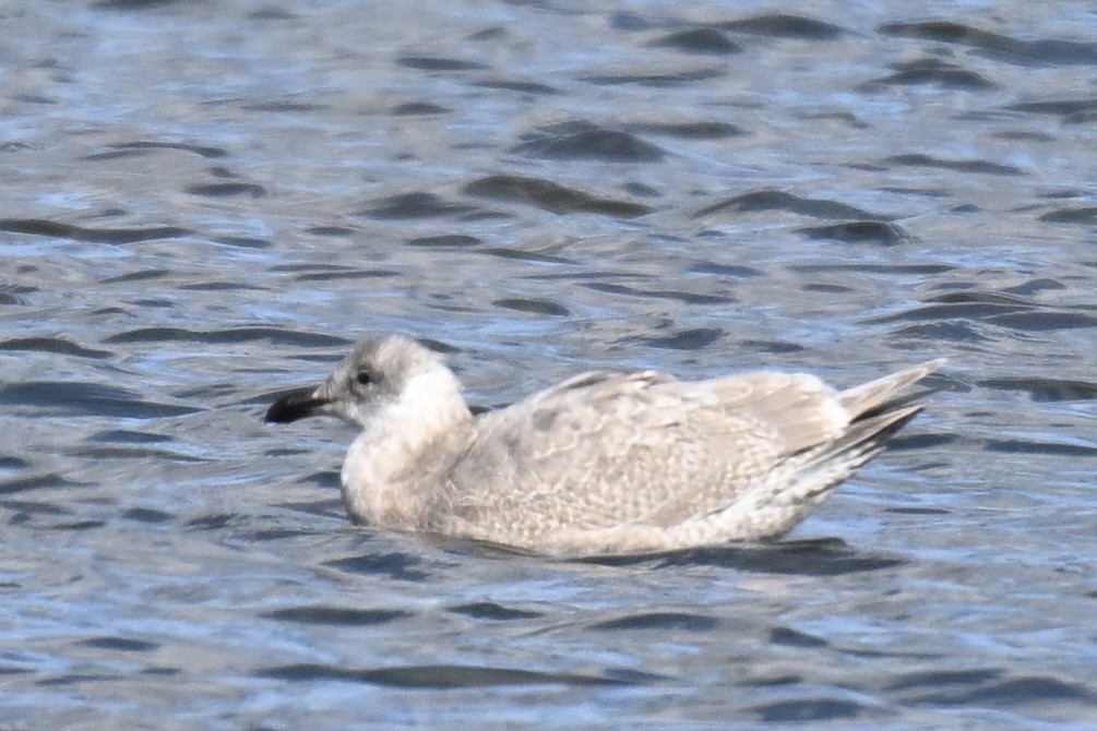 Beringmöwe - ML645473876