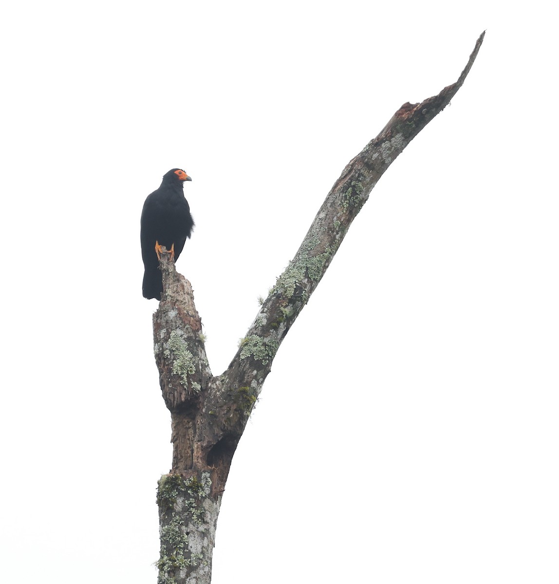 Gelbkehlkarakara - ML645473877