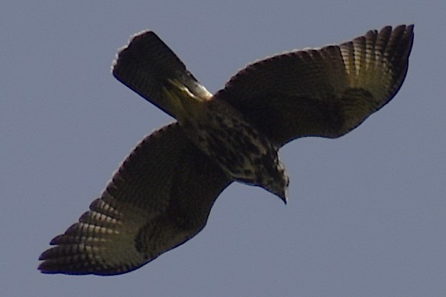 Wüstenbussard - ML645473880