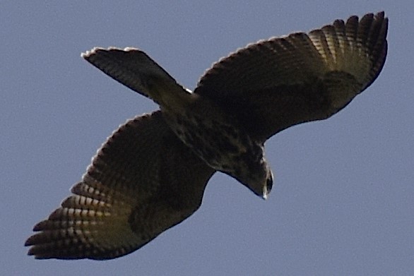 Wüstenbussard - ML645473881