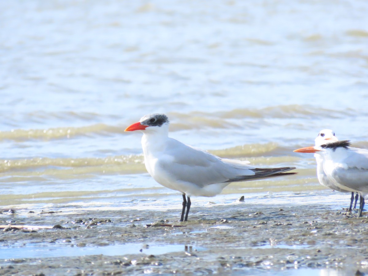 Raubseeschwalbe - ML645473883