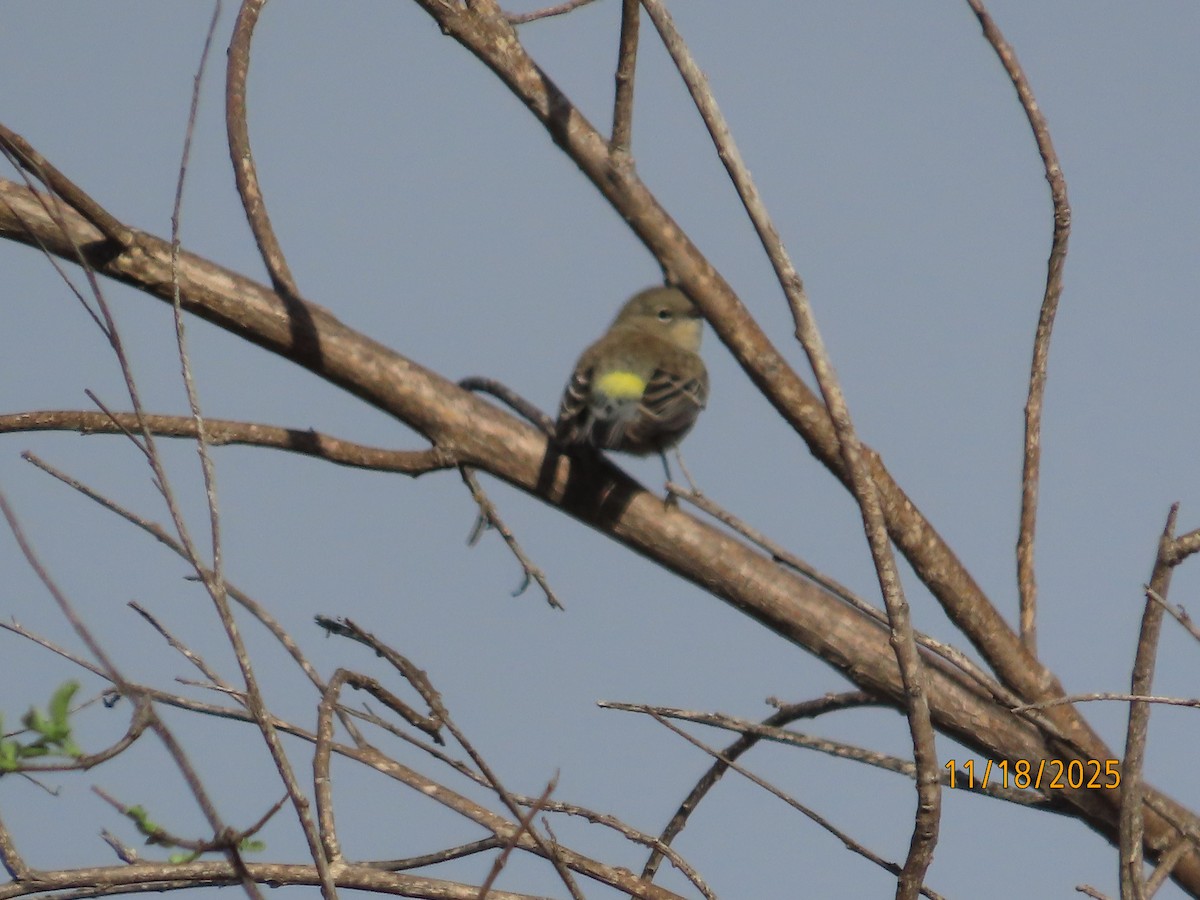 Kronenwaldsänger - ML645473884