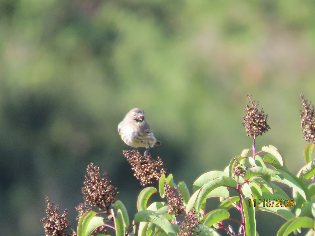 Kronenwaldsänger - ML645473885