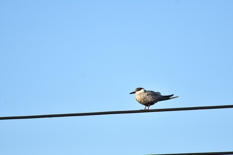 Weißbart-Seeschwalbe - ML645473888