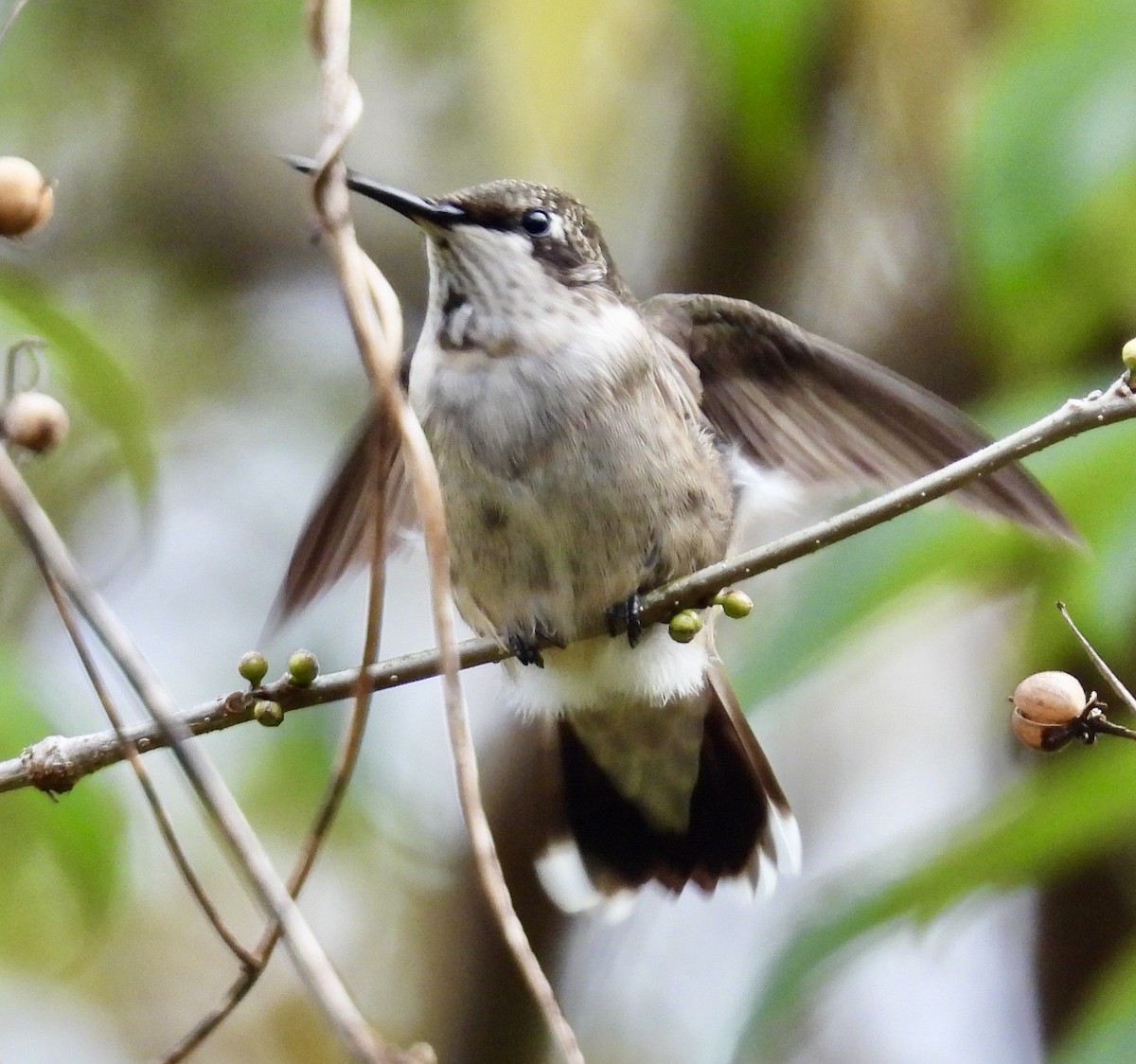 Рубиновогорлый колибри - ML645473908