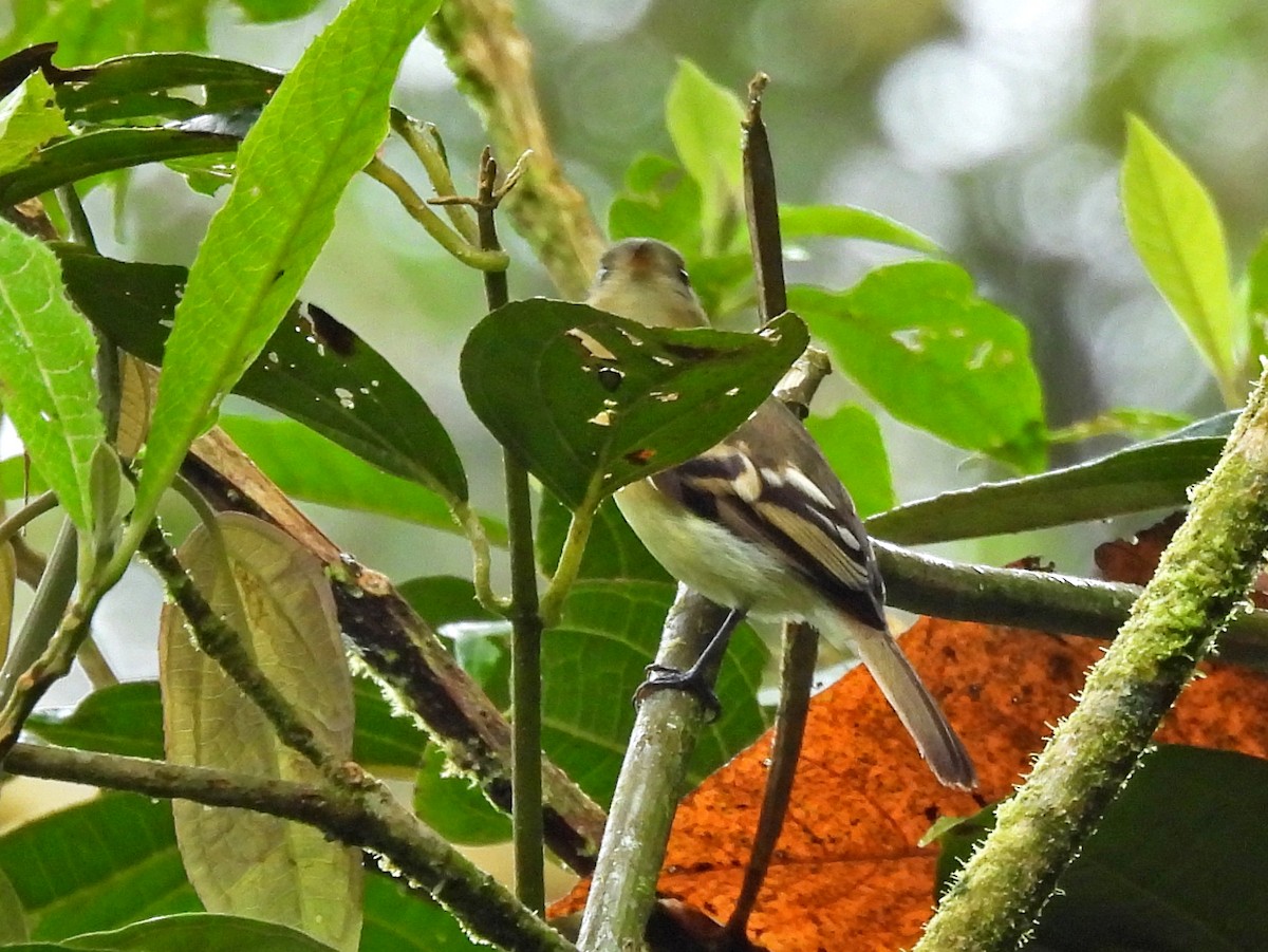 Handsome Flycatcher - ML645473912