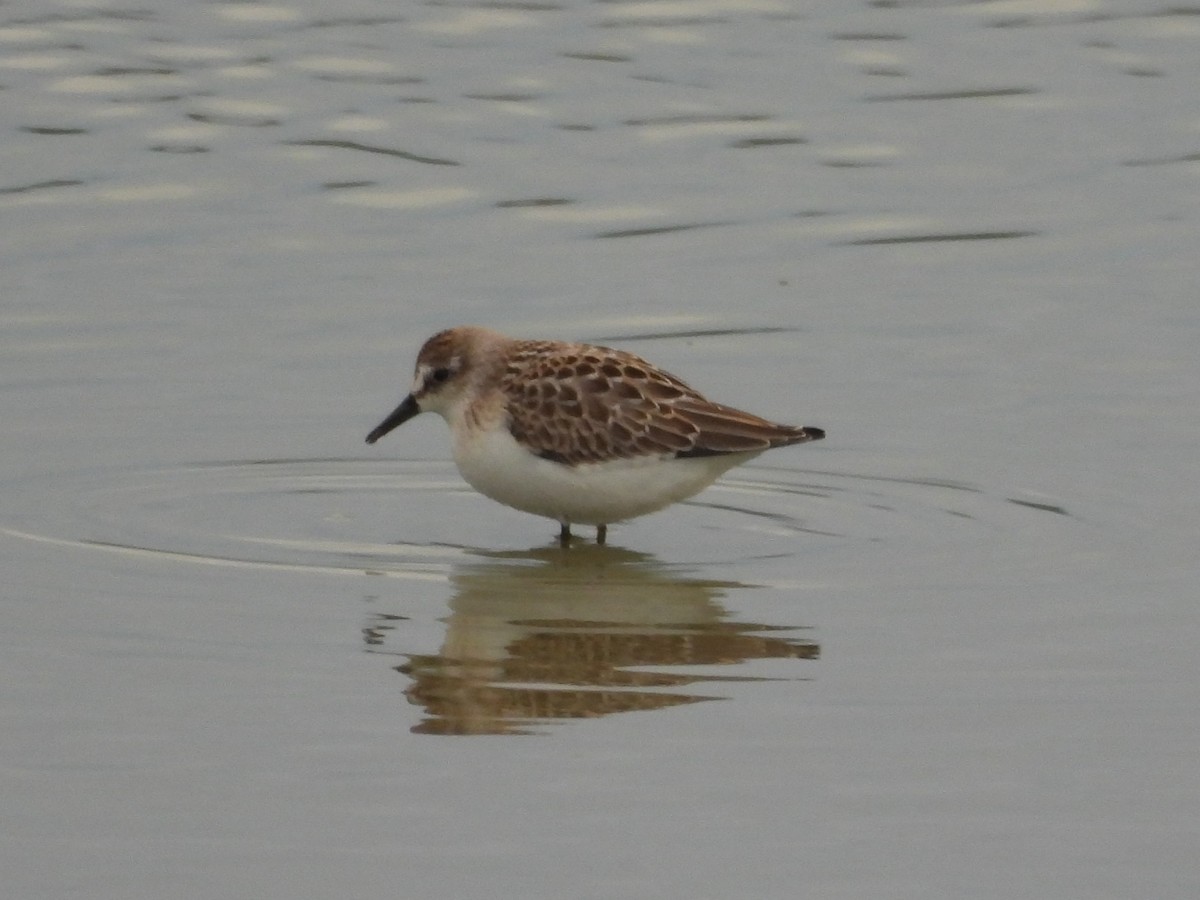 Semipalmated Sandpiper - ML645473914