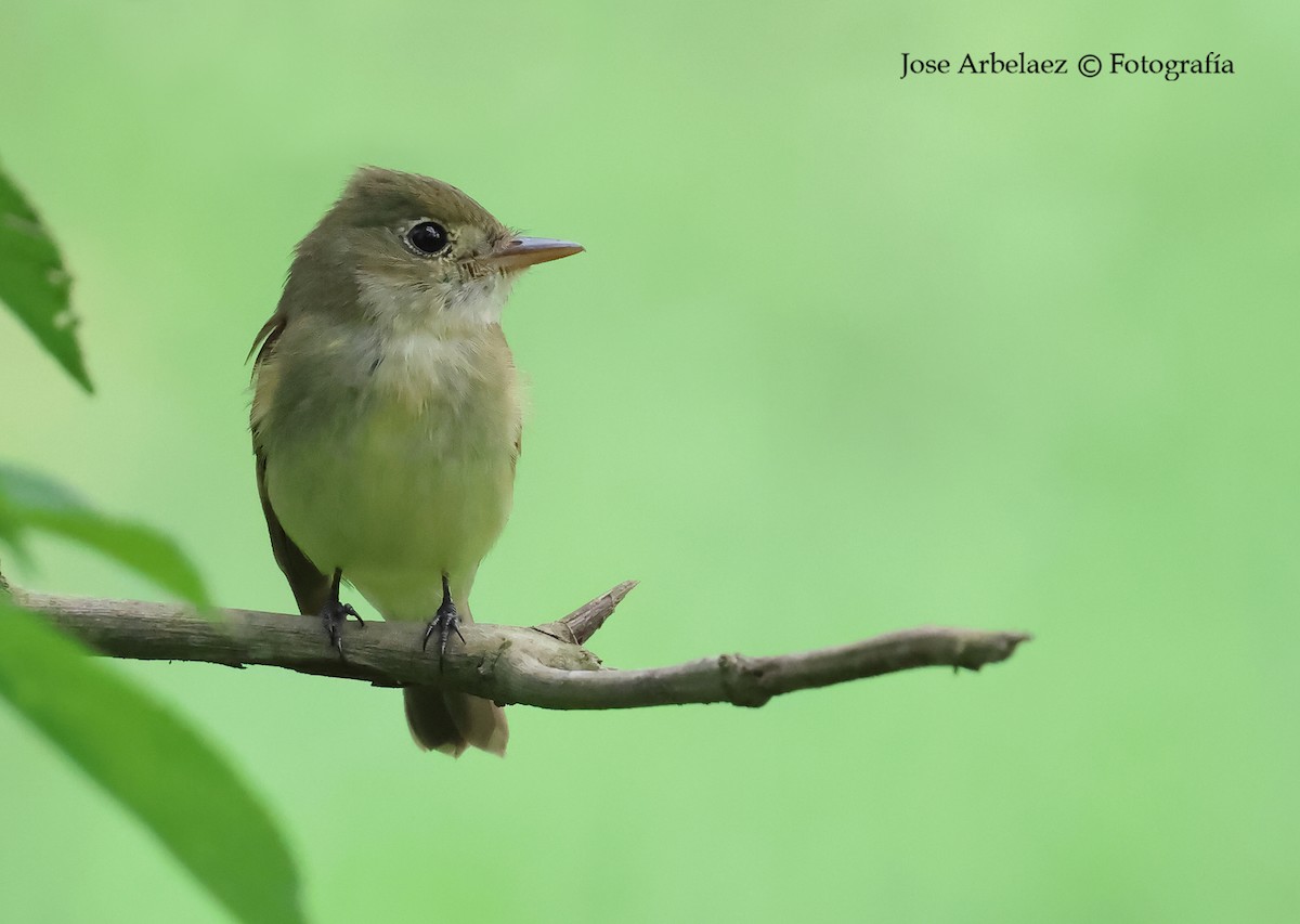 Mosquero Verdoso - ML645473917