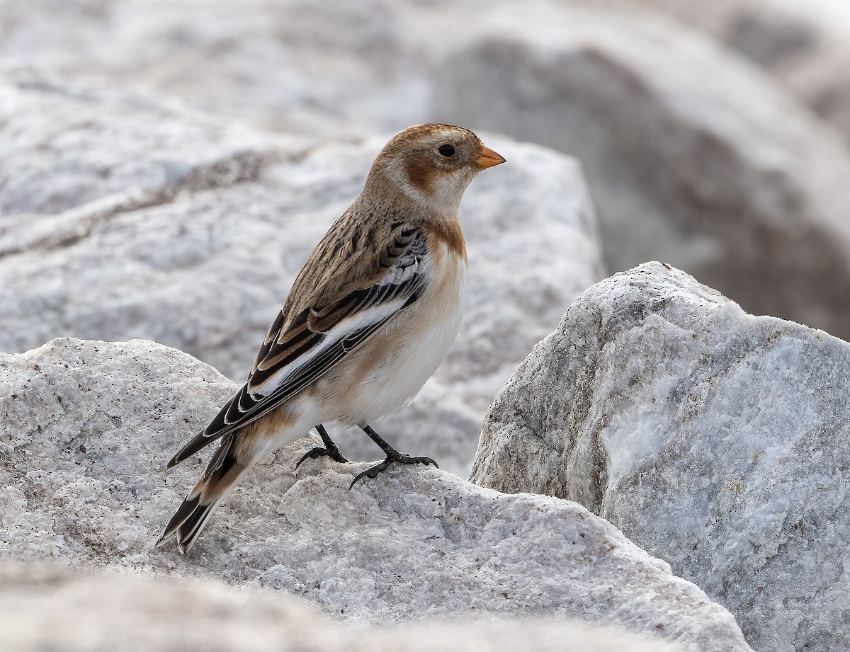 Snow Bunting - ML645473928