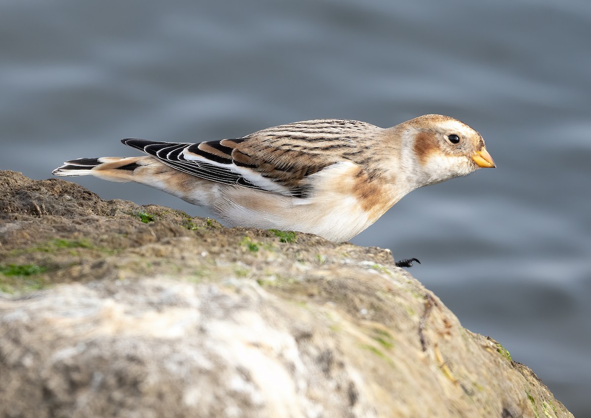Snow Bunting - ML645473929
