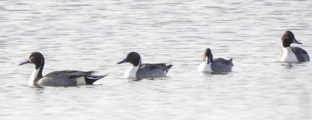 Northern Pintail - ML645473930