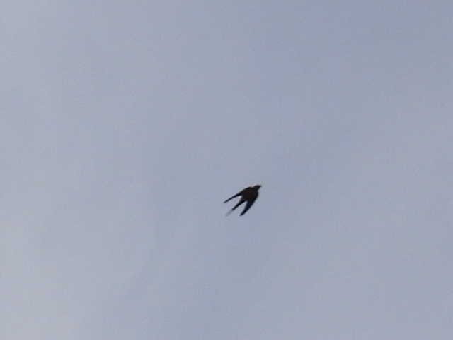 Ластівка сільська - ML645473976