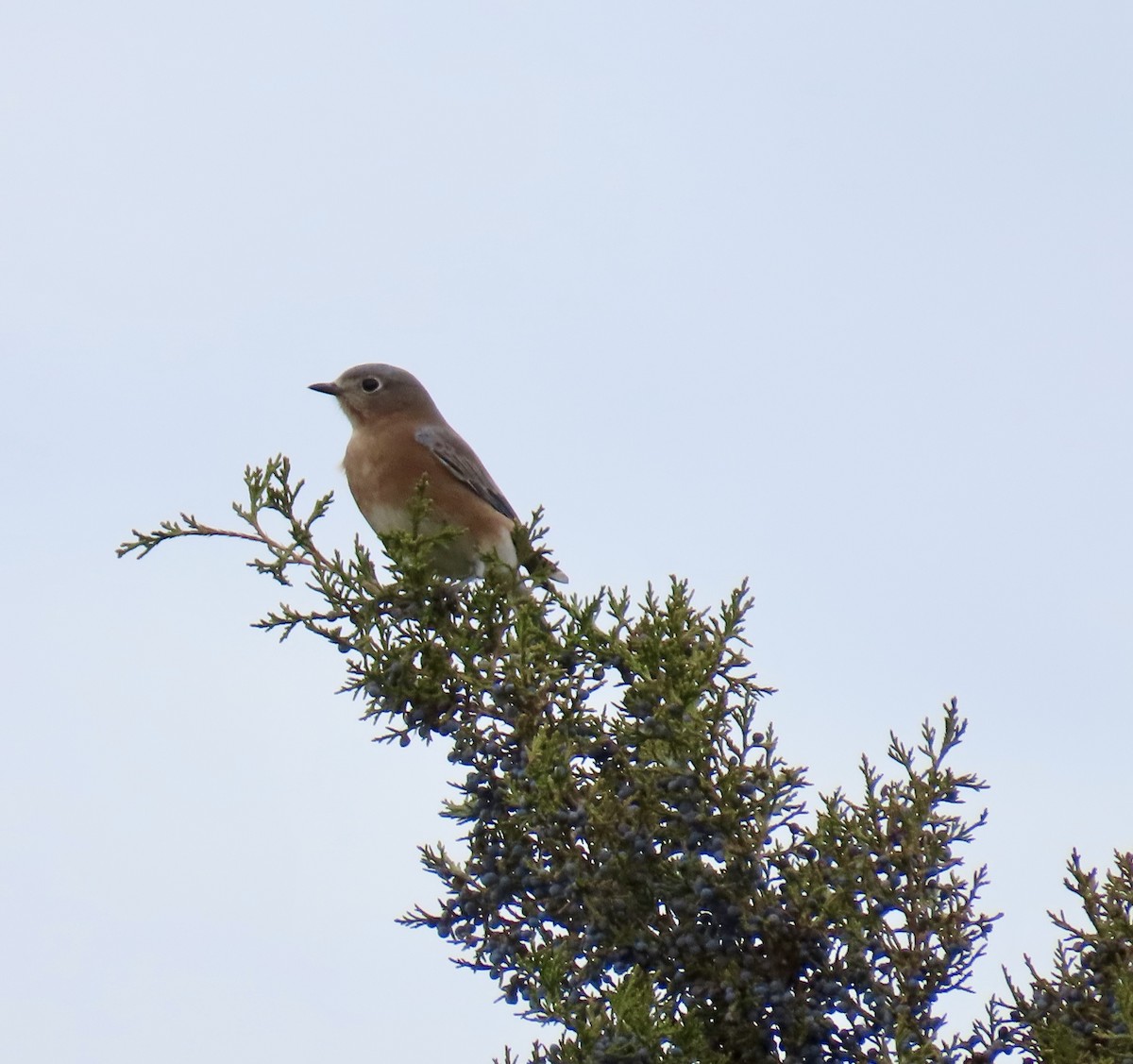 Eastern Bluebird - ML645473978