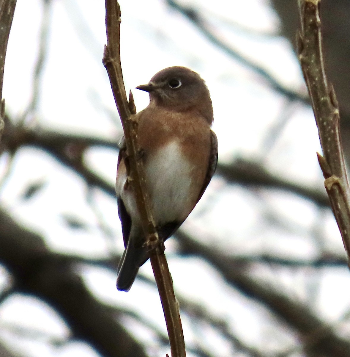 Eastern Bluebird - ML645473979