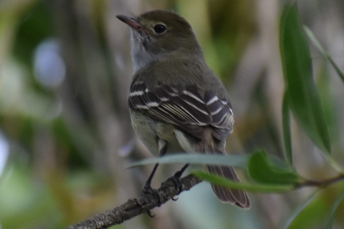 Small-billed Elaenia - ML645473985