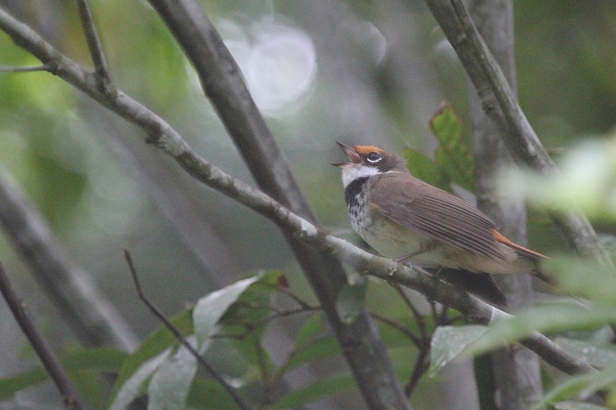 Australian Rufous Fantail - ML645473987