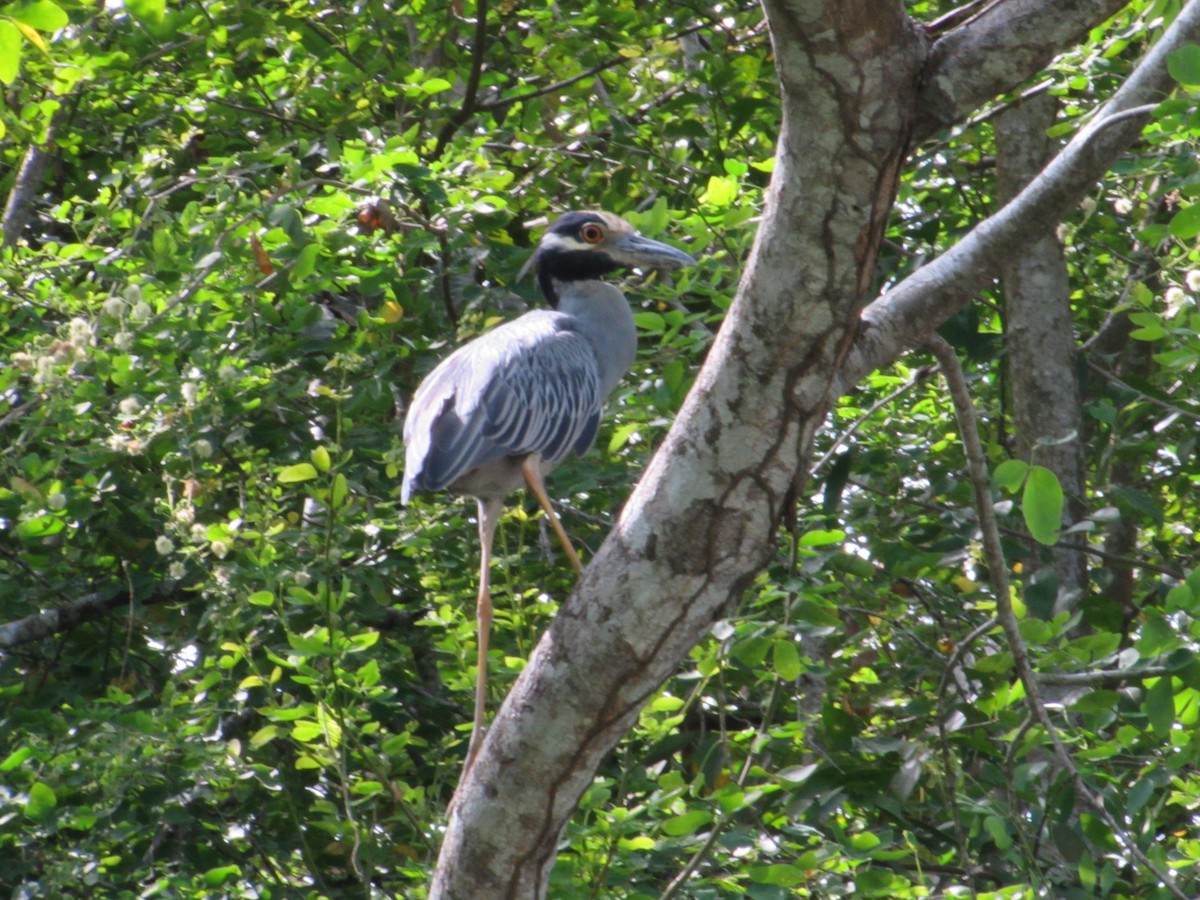 Yellow-crowned Night Heron - ML645473988