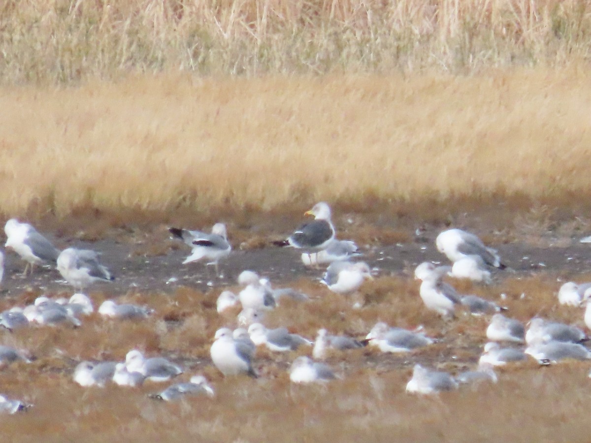 sildemåke - ML645473994