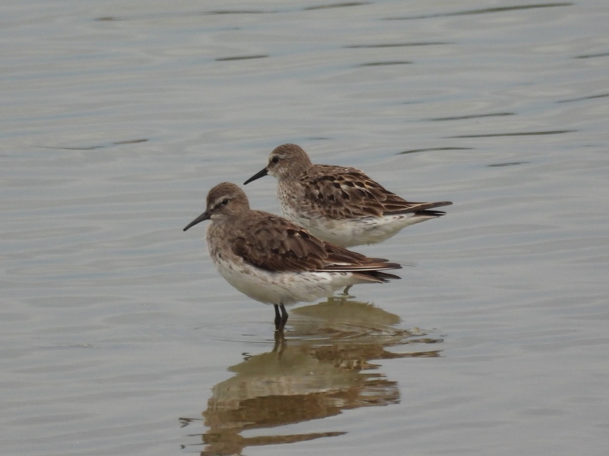 jespák tundrový - ML645473996