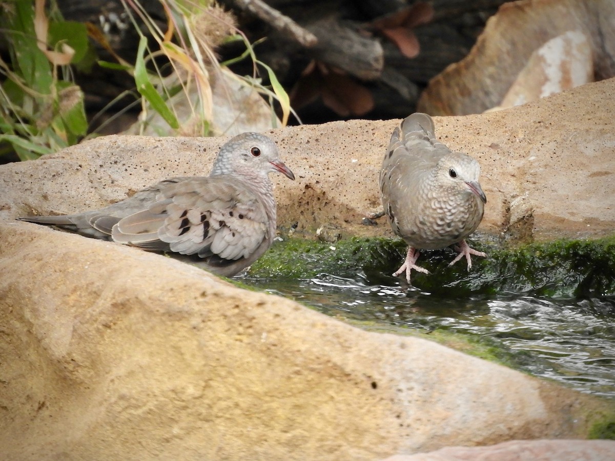 Common Ground Dove - ML645473998