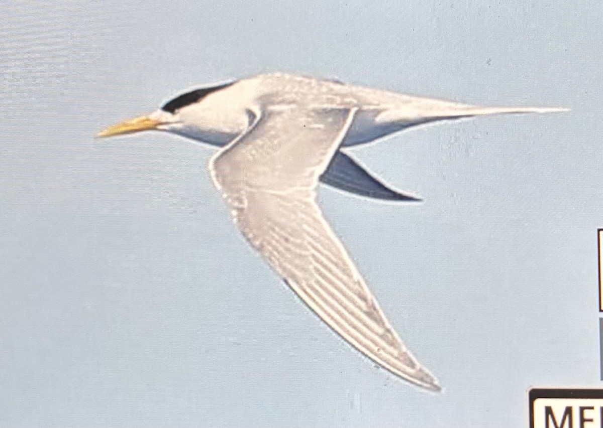 Australian Fairy Tern - ML645474002