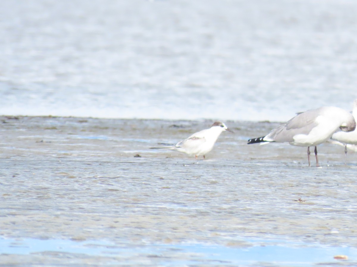 rybák obecný - ML645474003