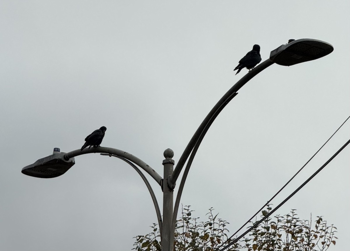 American Crow - ML645474006