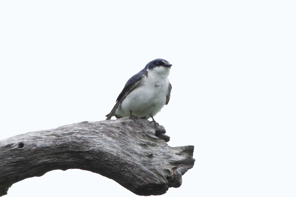 White-rumped Swallow - ML645474034