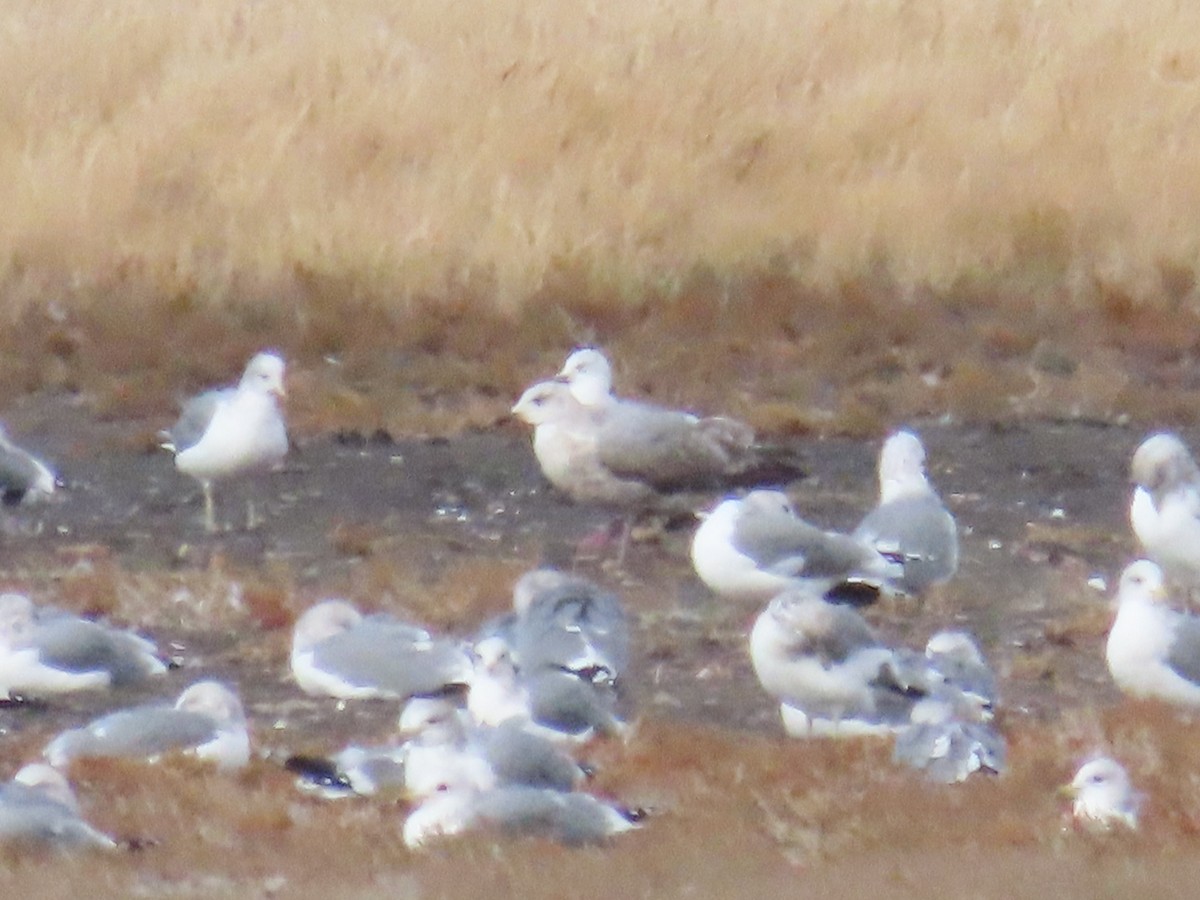 grønlandsmåke (thayeri) (eskimomåke) - ML645474039