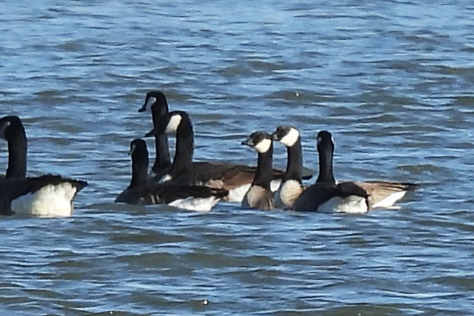 小加拿大雁 - ML645474040