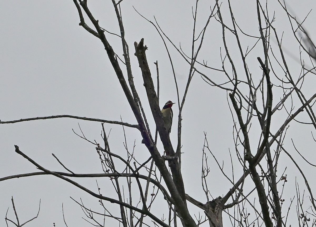 シルスイキツツキ - ML645474041