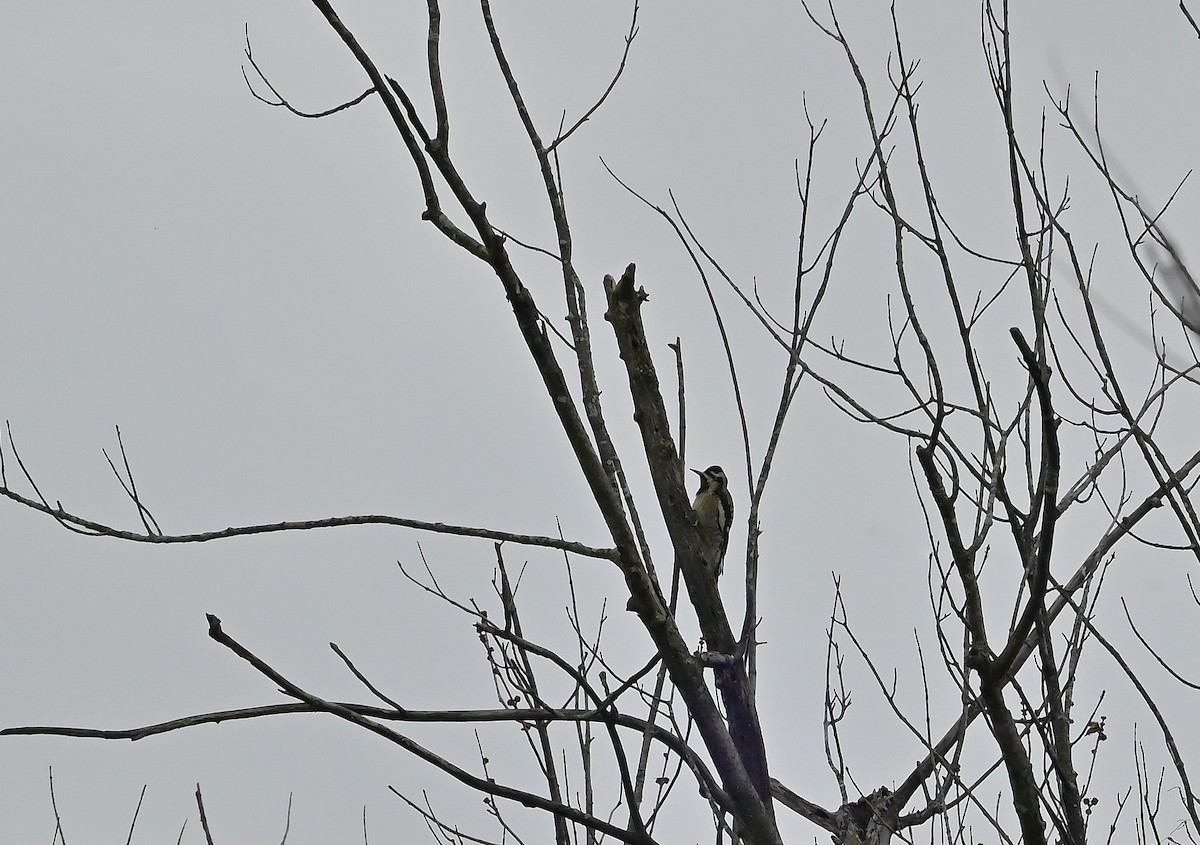 シルスイキツツキ - ML645474042