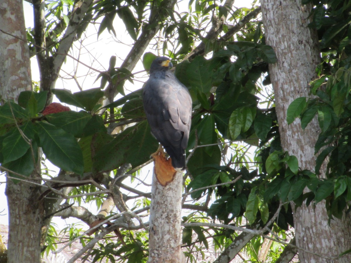 Buse noire - ML645474043