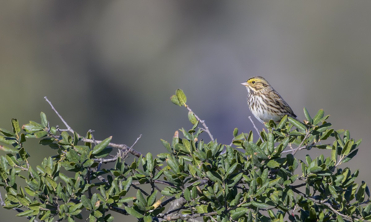 Savannah Sparrow - ML645474046