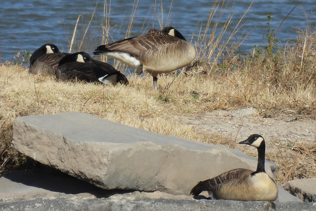 Bernache du Canada - ML645474052