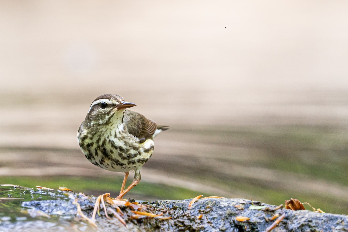 Paruline hochequeue - ML645474053