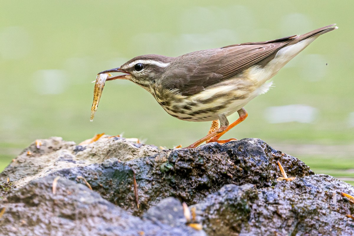 Paruline hochequeue - ML645474054