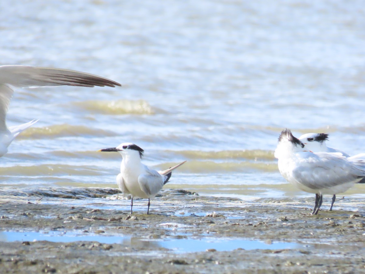 Sterne caugek - ML645474057