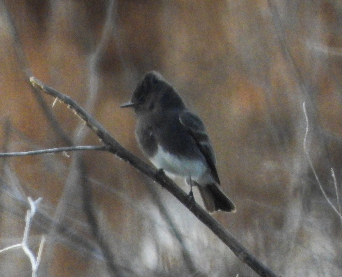 Moucherolle noir - ML645474058