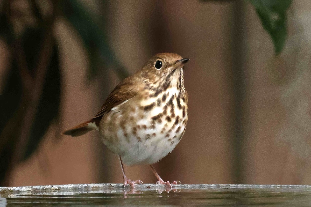 Grive solitaire - ML645474059