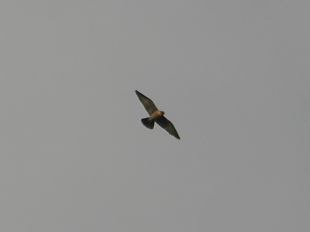 Faucon pèlerin - ML645474060